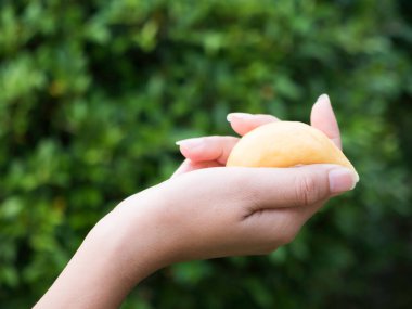 Durian tutan Asyalı çiftçi meyvelerin kralıdır..