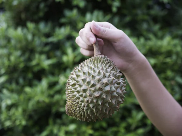 Agricultor Asiático Explotación Durian Rey Fruta — Foto de Stock