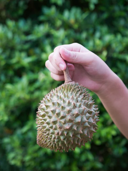 Agricultor Asiático Explotación Durian Rey Fruta — Foto de Stock