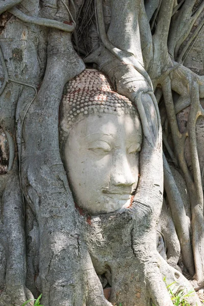 Head Buddha Image Tree Roots Wat Mahathat Temple Thailand — Stock Photo, Image