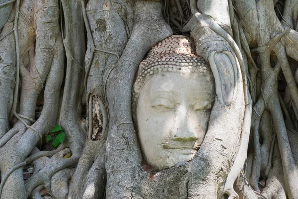 Wonders Nature Head Sandstone Buddha Image Tree Roots — Stock Photo, Image