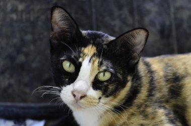 Çok hücreli hayvanlar