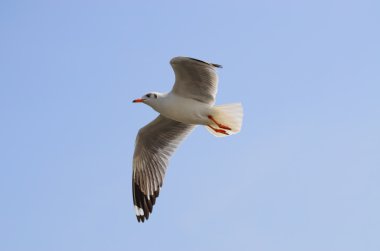 martı
