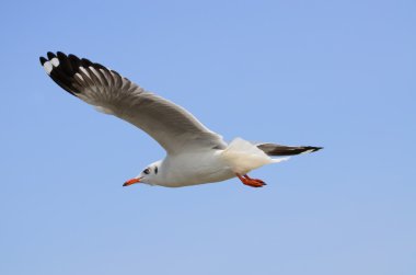 martı
