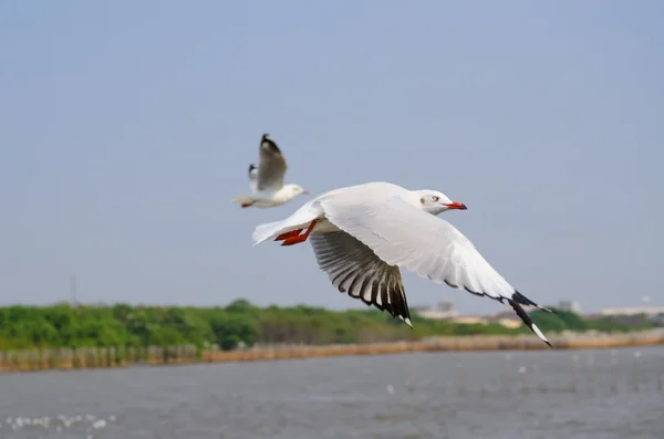 Gaivota — Fotografia de Stock