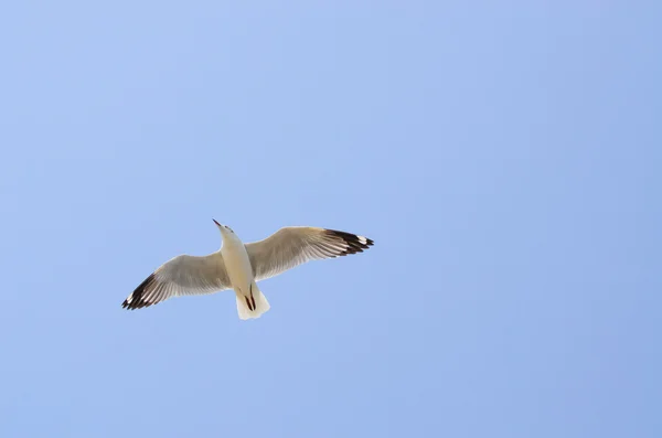 Burung camar — Stok Foto