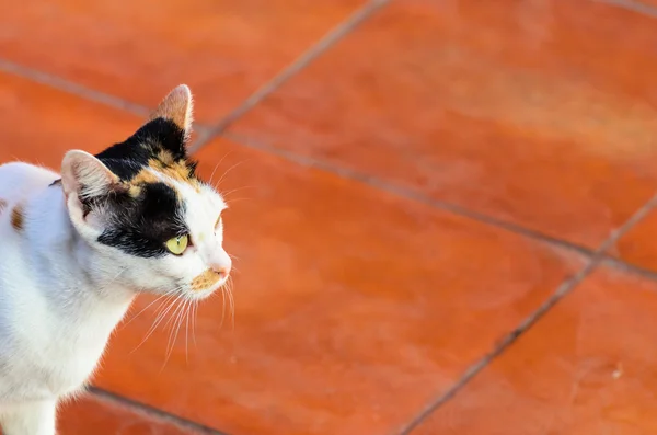 最好的宠物猫 — 图库照片