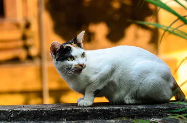 Gatto, Il miglior animale domestico — Foto Stock