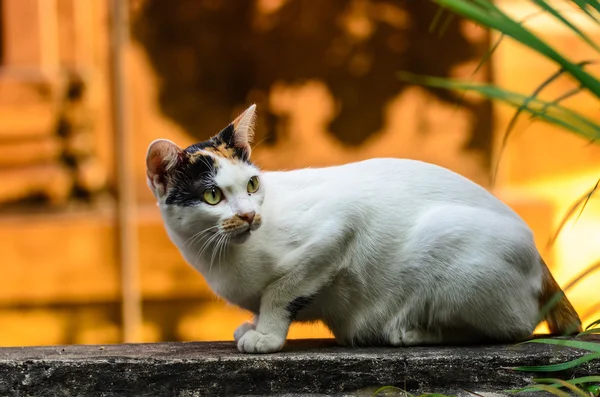 Gato, o melhor animal de estimação — Fotografia de Stock
