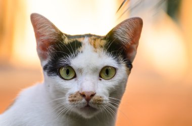 Kedi, en iyi evde beslenen hayvan