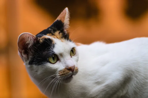 Gatto, Il miglior animale domestico — Foto Stock