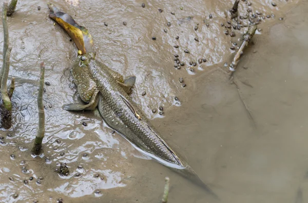 Mudskipper ryb — Zdjęcie stockowe