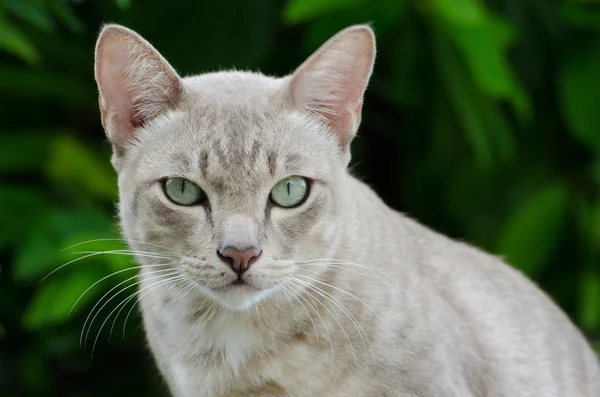 Gato tailandês está assistindo em câmera . — Fotografia de Stock