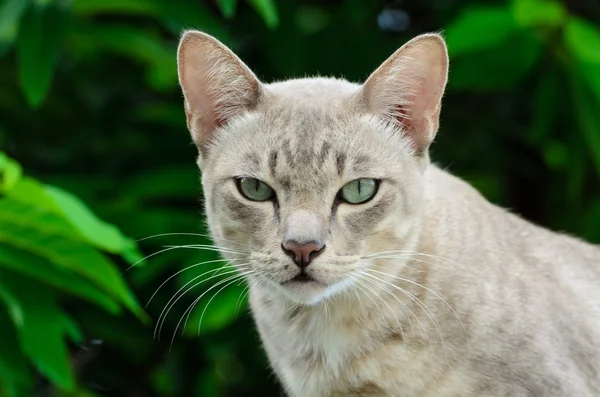 Gato tailandês está assistindo em câmera . — Fotografia de Stock