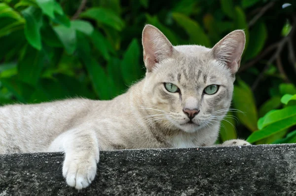 Tailandés gato está viendo en cámara . — Foto de Stock