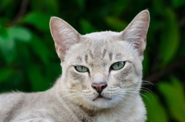 Gato tailandês está assistindo em câmera . — Fotografia de Stock