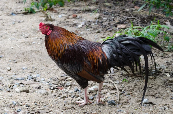 Κόκκινο - πορτοκαλί cockfight, καταπολέμηση κοτόπουλο. — Φωτογραφία Αρχείου