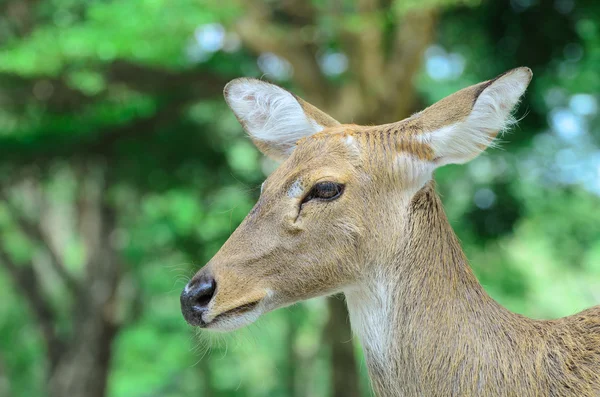 Ayrıca thamin veya kaş antlered geyik olarak bilinen Eld'ın geyik. — Stok fotoğraf