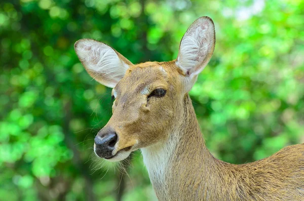 Ayrıca thamin veya kaş antlered geyik olarak bilinen Eld'ın geyik. — Stok fotoğraf