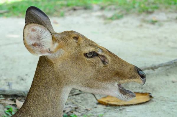 Veado de Eld também conhecido como o thamin ou cervo de sobrancelha . — Fotografia de Stock