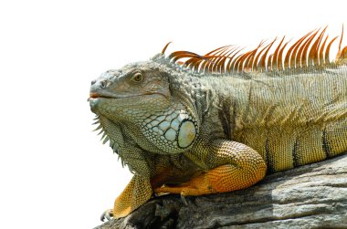 Dev iguana yakın çekim.