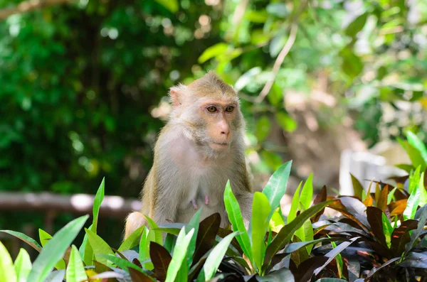 Ritratto di scimmia nella fauna selvatica — Foto Stock