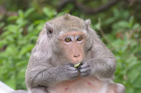 Portrait of a monkey in wildlife — Stock Photo, Image