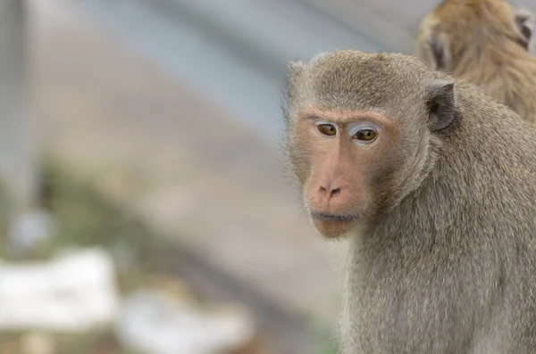 Retrato de un mono en vida silvestre — Foto de Stock