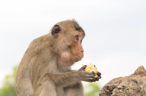 Retrato de un mono en vida silvestre — Foto de Stock