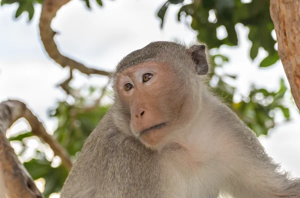 Porträtt av en apa i vilda djur — Stockfoto