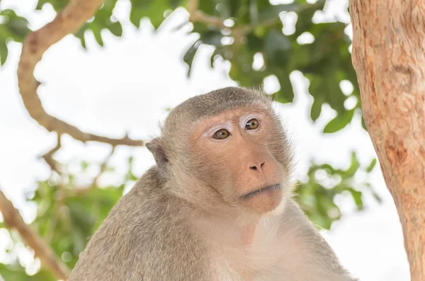 Ritratto di scimmia nella fauna selvatica — Foto Stock