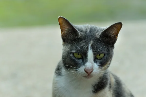 Gatinho preto e branco bonito ao ar livre — Fotografia de Stock