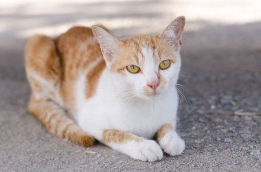 Çok güzel sarı kedi.