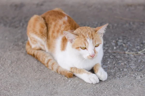 Precioso gato amarillo . — Foto de Stock