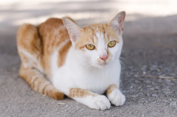 Gato amarelo encantador . — Fotografia de Stock