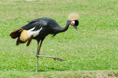 gri taç vinçGrulla coronada gris.