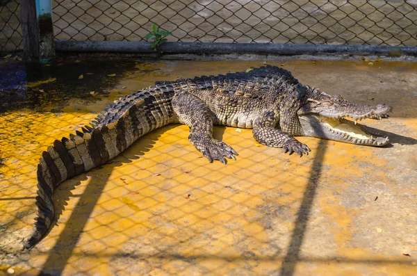 Grote krokodil in een krokodillenboerderij — Stockfoto