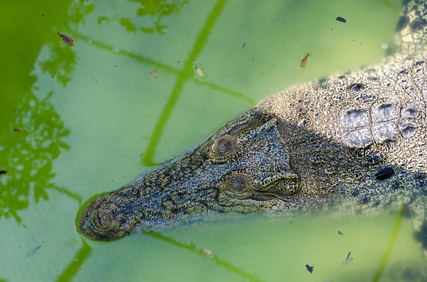 En krokodil som simmar i vattnet. — Stockfoto