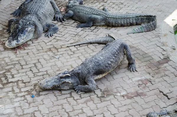 Großes Krokodil in einer Krokodilfarm — Stockfoto
