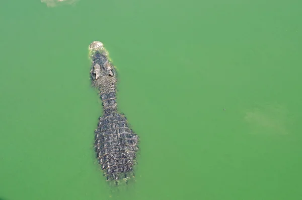 Een krokodil die in het water zwemt. — Stockfoto