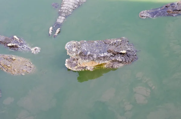 Um grande crocodilo de água doce, crocodilos assustadores na água . — Fotografia de Stock
