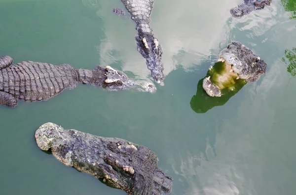 Een grote Zoetwaterkrokodil, eng krokodillen in water. — Stockfoto