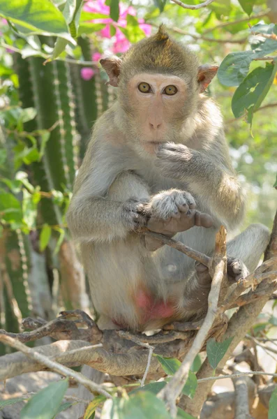 Retrato de un mono en vida silvestre . — Foto de Stock