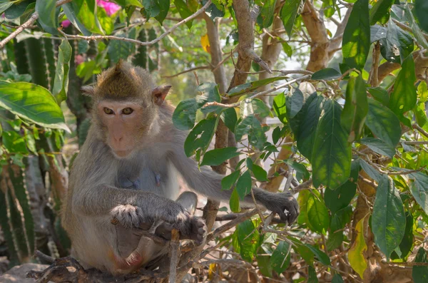 Retrato de un mono en vida silvestre . — Foto de Stock