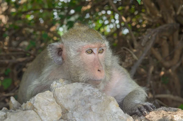 Retrato de un mono en vida silvestre . — Foto de Stock