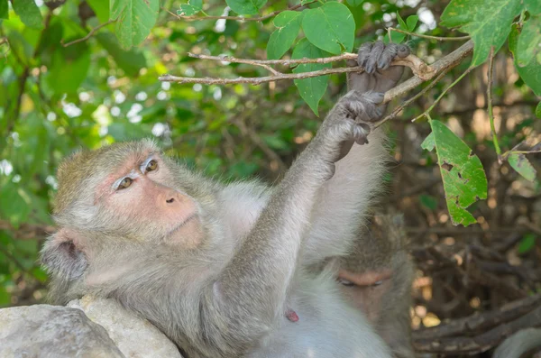 Retrato de un mono en vida silvestre . — Foto de Stock