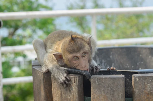 Retrato de un mono en vida silvestre . — Foto de Stock