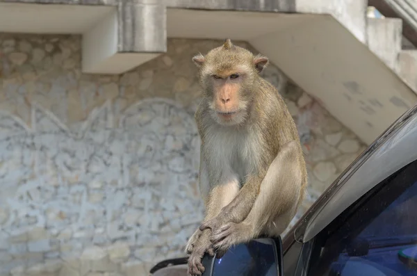 Potret monyet di atas mobil . — Stok Foto