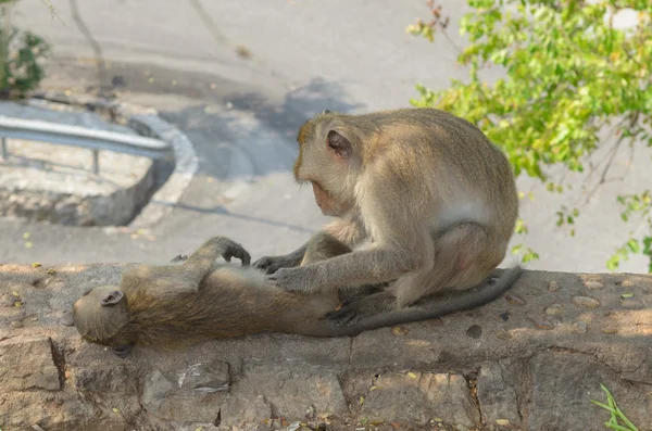 Potret seekor monyet tidur di dinding . — Stok Foto