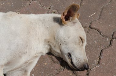 Evsiz sokak köpeği.